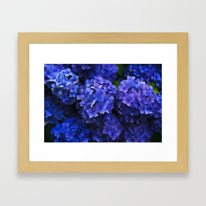 Hydrangea Framed Art Print By Robe Society6 Hydrangea Framed Art Print