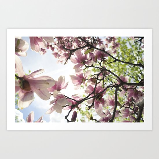Magnolia Magic Art Print