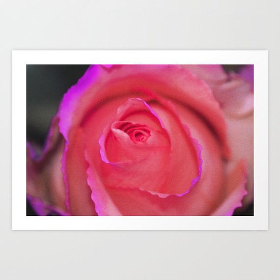 soft rose Art Print