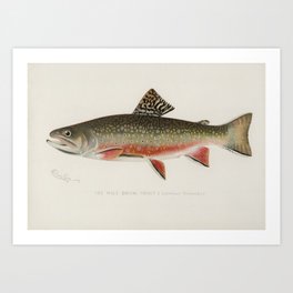 Trout fish Art Print