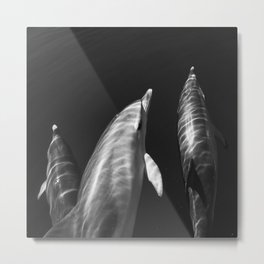 Beautiful wild dolphins black and white Metal Print | Dolphinpicture, White, Black, Dolphin, Dolphinphotograph, Dolphinphotography, Oceandecor, Dolphinartwork, Dolphinart, Photo 