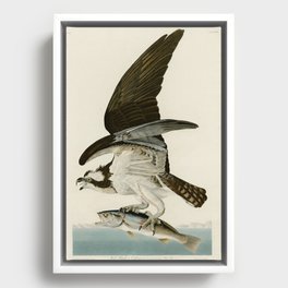 Osprey - John James Audubon's Birds of America Print Framed Canvas