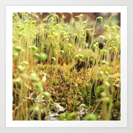 Moss Sporophytes Art Print