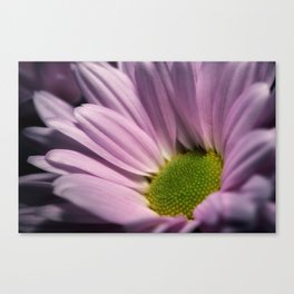 Indoor plant and flowers photoshoot during confinement Canvas Print