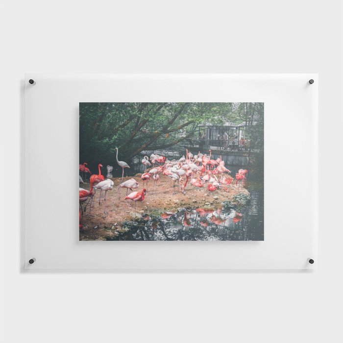 Flamingos by the Lake: The Graceful Wonders of Nature's Pink Beauties Floating Acrylic Print