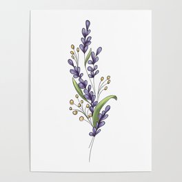 Lavender drawing Poster