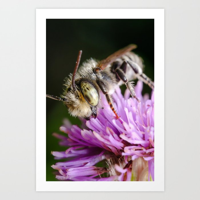 Alfalfa Leaf Cutter Bee Macro Photograph Art Print