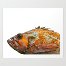 Portrait of a Canary Rockfish Art Print