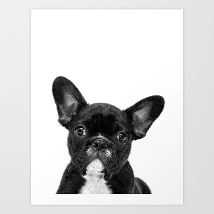 Black and White French Bulldog Art Print