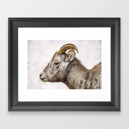Bighorn Sheep in Jasper, Alberta Framed Art Print