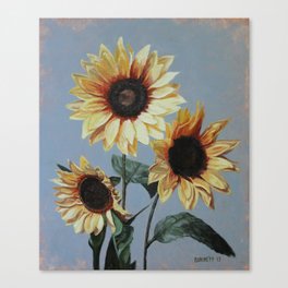 sunflowers Canvas Print