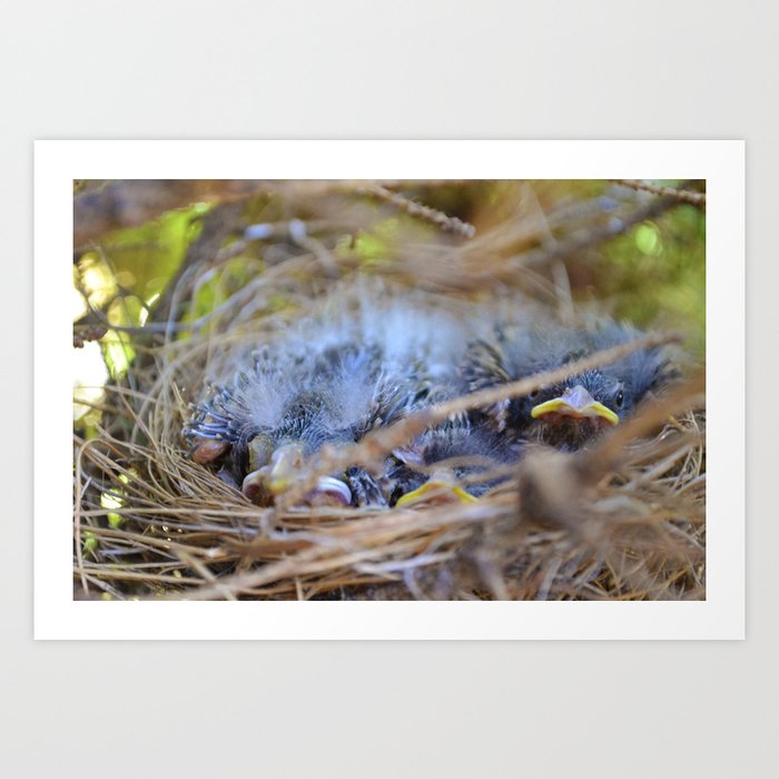 Baby Birds. Art Print