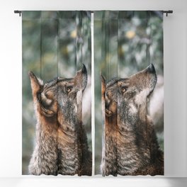 European Gray Wolf With Reddish Brown Spots In His Coat Blackout Curtain