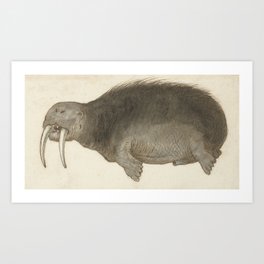 Vintage Walrus Illustration 16th Century Art Print | Naturalhistory, Walrus, Painting, Vintage, Tusk, Illustration, 16Thcentury, Weird, Fatty, Drawing 