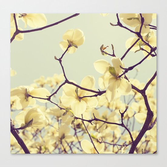 Magnolia Dream Canvas Print
