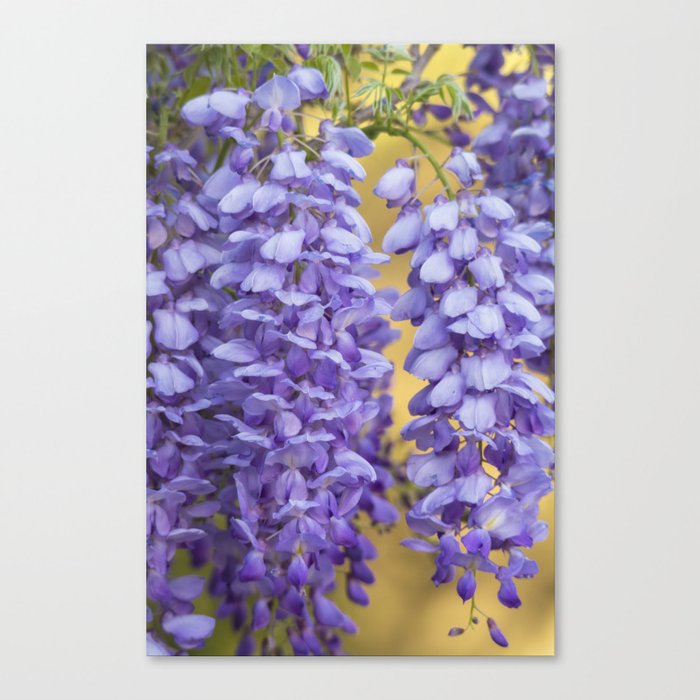 Wisteria Canvas Print