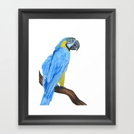 Blue and Gold Macaw Framed Art Print