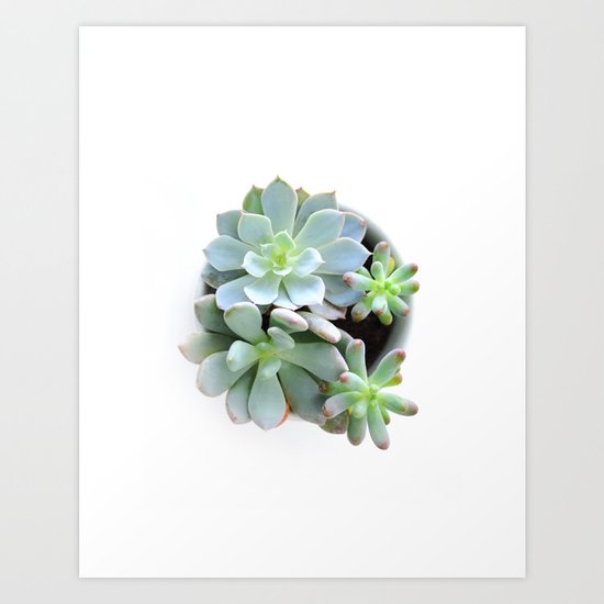 Succulent #1 Art Print
