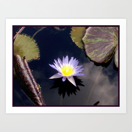 Water Lily Art Print