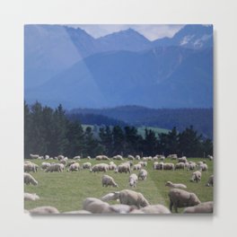 New Zealand Photography - Flock Of Sheep By Some Big Mountains Metal Print