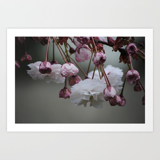 Zierapfel Blüte Art Print