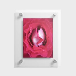  Wavy Innuendo pink rose center garden flower  Floating Acrylic Print