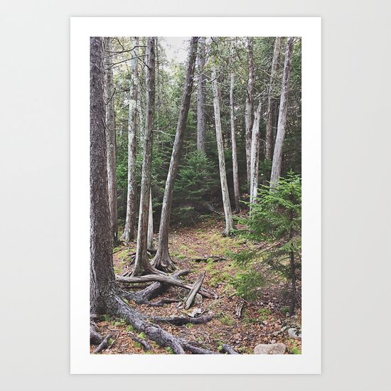 Maine Woods Art Print