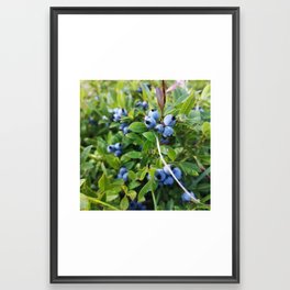 Blueberries Framed Art Print