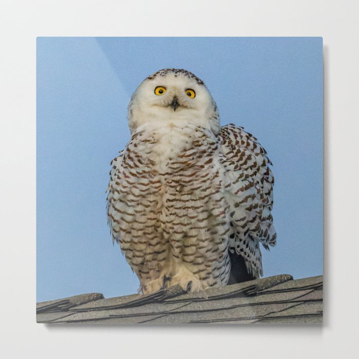Snowy Owl Portrait Metal Print