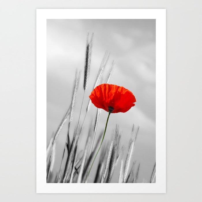 Poppy Red 070 Art Print