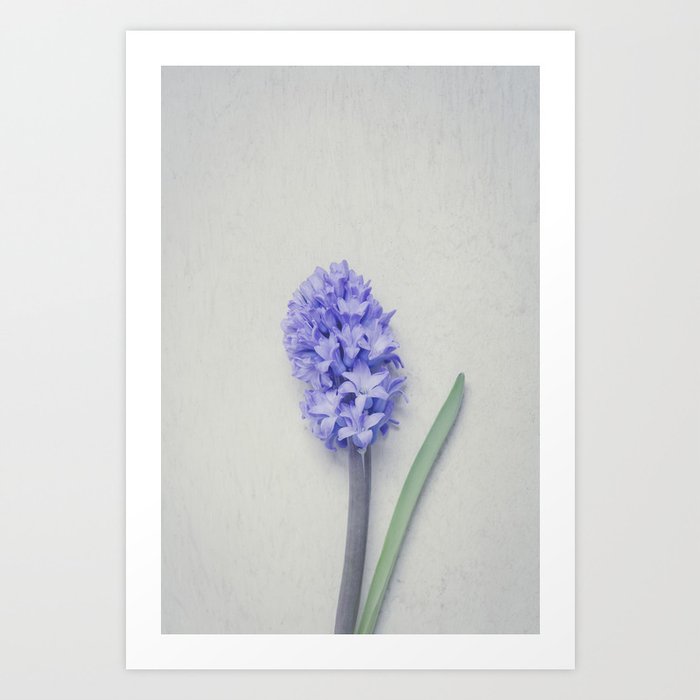 Lovely Bright Lilac Hyacinth Art Print
