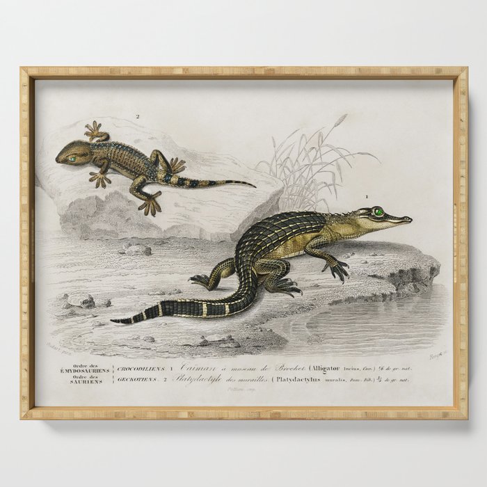 Alligator & Lilford'swall lizard  Serving Tray