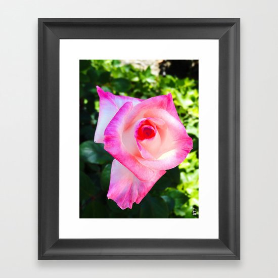 Pink & White, What a Double Delight! Framed Art Print