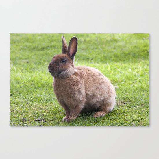 Rabbit Canvas Print