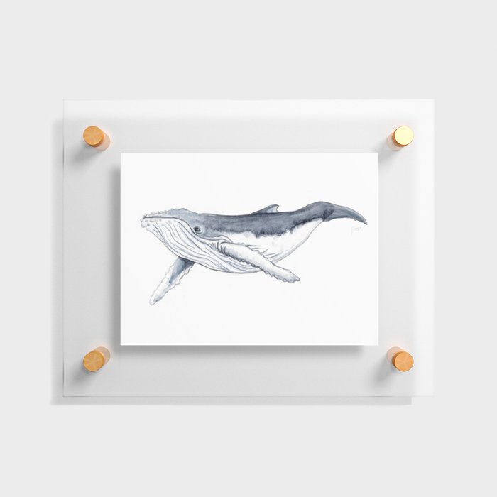 Baby humpback whale (Megaptera novaeangliae) Floating Acrylic Print