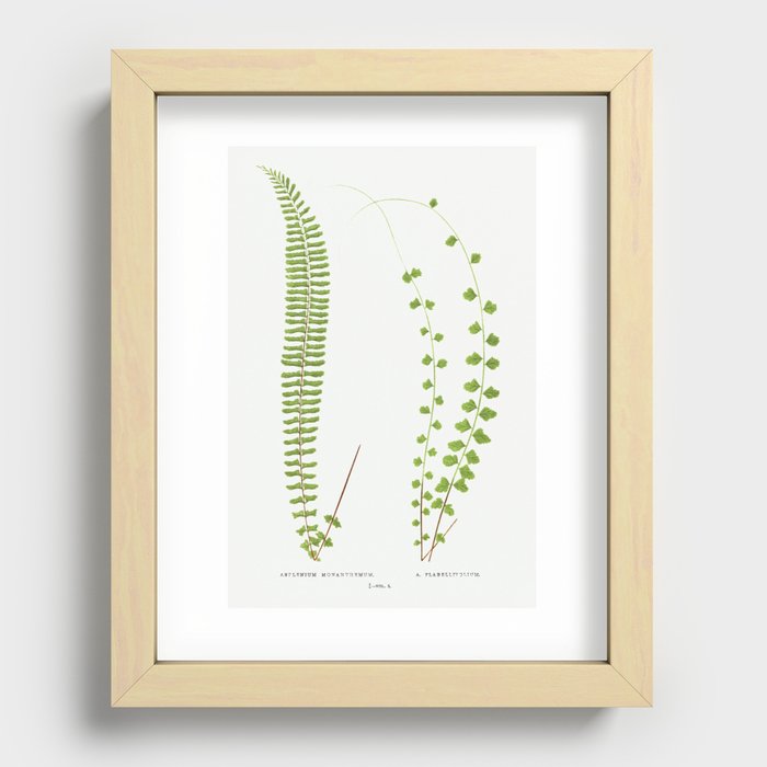 Asplenium Monanthemum and A. Flabellifolium from Ferns  British and Exotic (1856-1860) by Edward Jos Recessed Framed Print