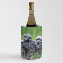 Little owls | Athene noctua | Owl of Athena | Owl of Minerva | Bird of prey | Nature photo  Wine Chiller