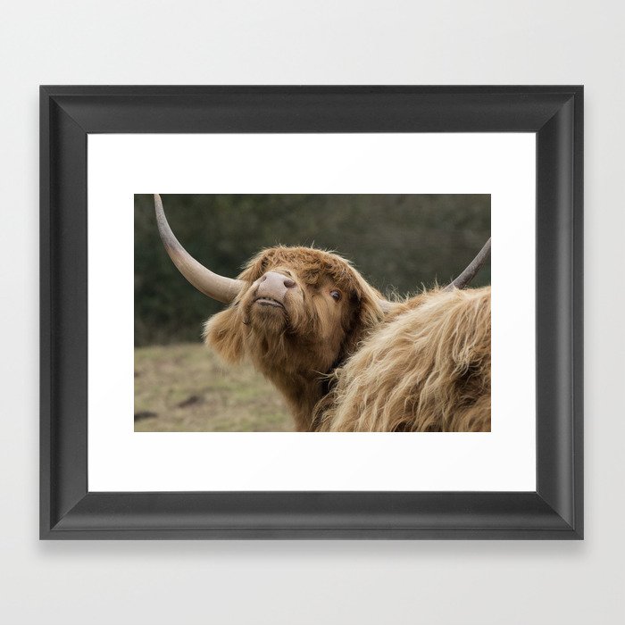 Funny Scottish Highland Cow Framed Art Print By Halztalz Society6 Funny Scottish Highland Cow Framed Art Print