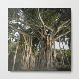 Banyan Tree at Bonnet House Metal Print | Banyan, Ficus, Fig, Treetrunk, Florida, Belindagreb, Floratree, Plant, Banyantree, Color 