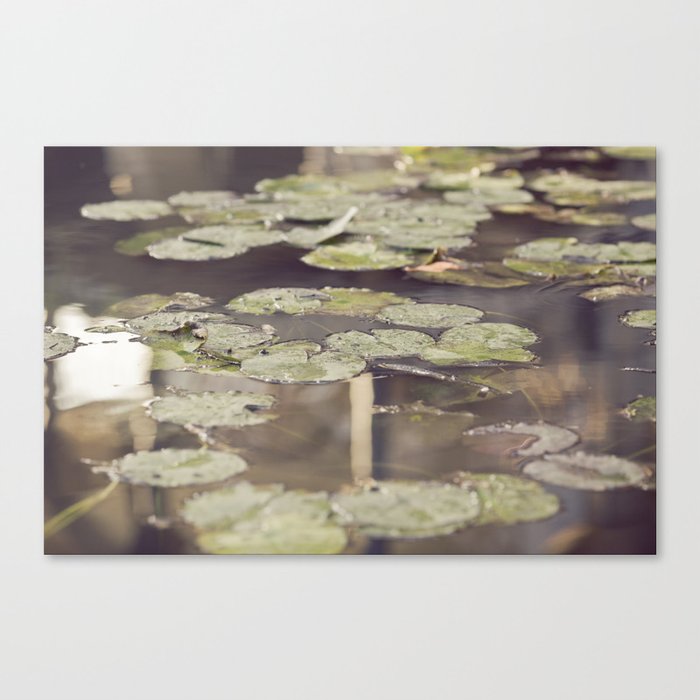 Water lilies Canvas Print