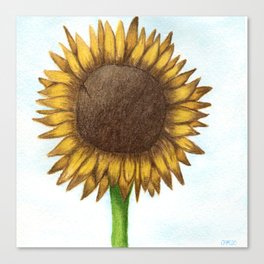The Colored Pencil Sunflower Drawing Canvas Print