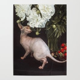 Sphynx and peonies Poster