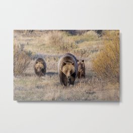 Grizzly 610 and Cubs Metal Print | Grandtetons, Wyoming, Willow, Green, Flora, Photo, Yearlings, 610, Earlyevening, Cubs 