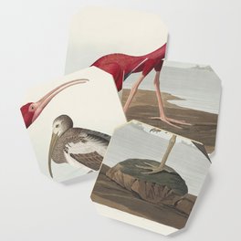 Scarlet Ibis from Birds of America (1827) by John James Audubon (1785 - 1851 ) etched by Robert Havell (1793 - 1878) Coaster