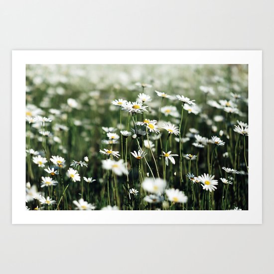 Summer Daisies Art Print