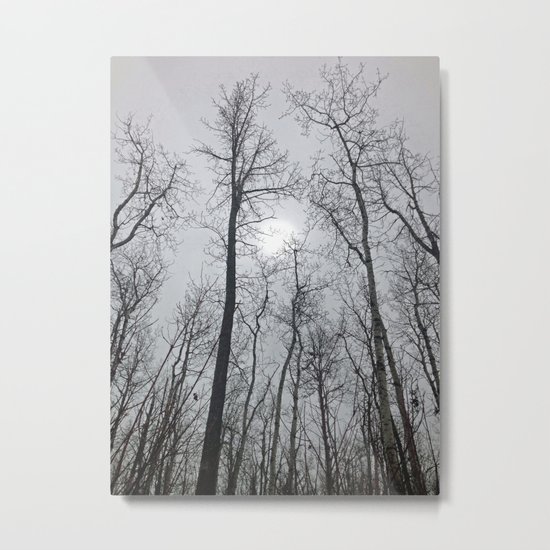 Bare Trees series (2) Metal Print