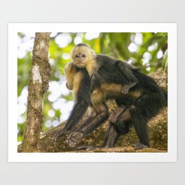 White-faced Capuchin Monkey with Her Infant, No. 2 Art Print