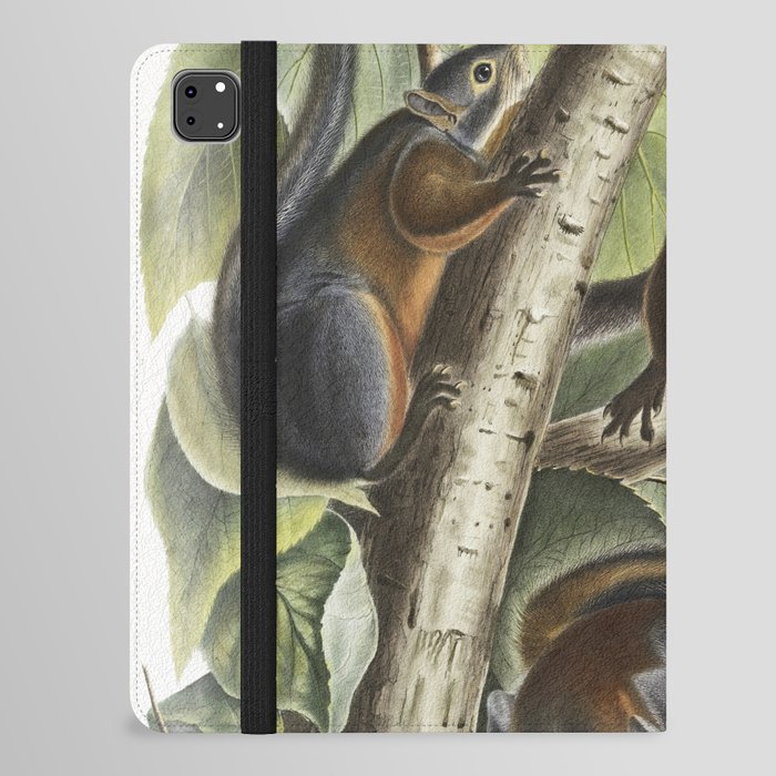Red-bellied Squirrel from the viviparous quadrupeds of North America (1845) illustrated by John Woodhouse Audubon  iPad Folio Case