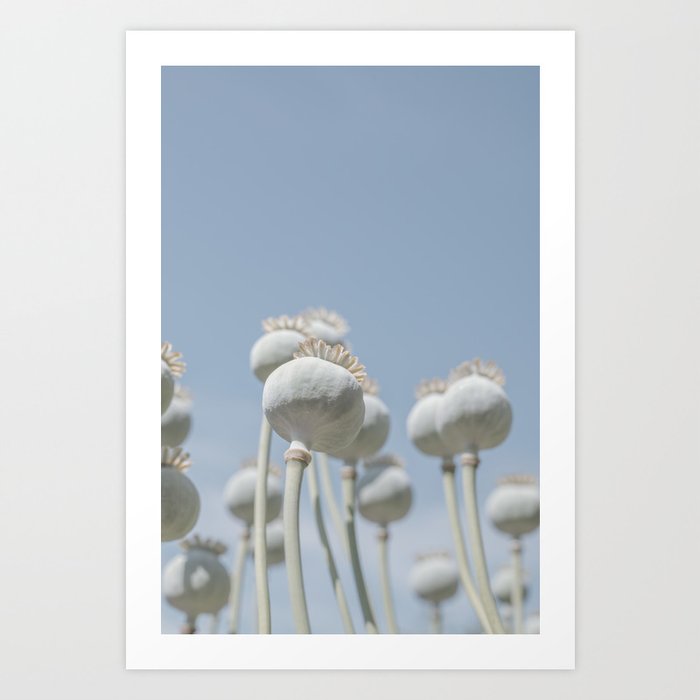 Retro floral poppy seed bulbs minimalism art print - blue and pale green nature photography Art Print