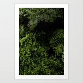 Tropical jungle. Art Print